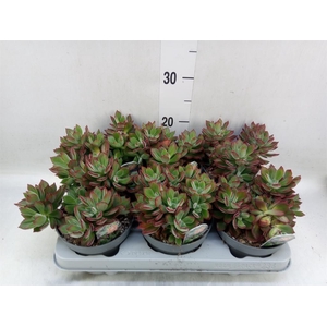 Echeveria pulvinata 'Devotion'