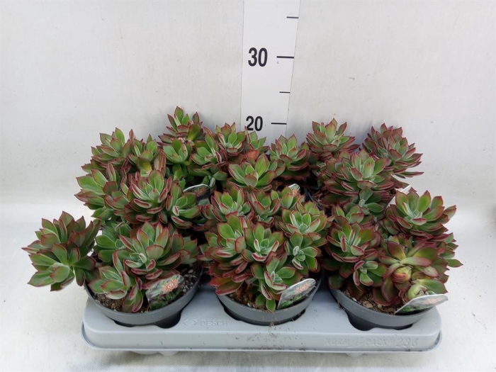 <h4>Echeveria pulvinata 'Devotion'</h4>