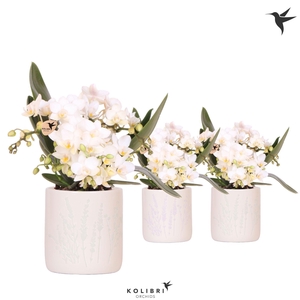 Kolibri Orchids Phalaenopsis Nazare 4 spike in Floral pot mix