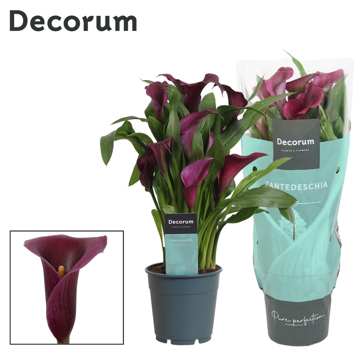 <h4>Zantedeschia (Calla) Paars (Decorum)</h4>