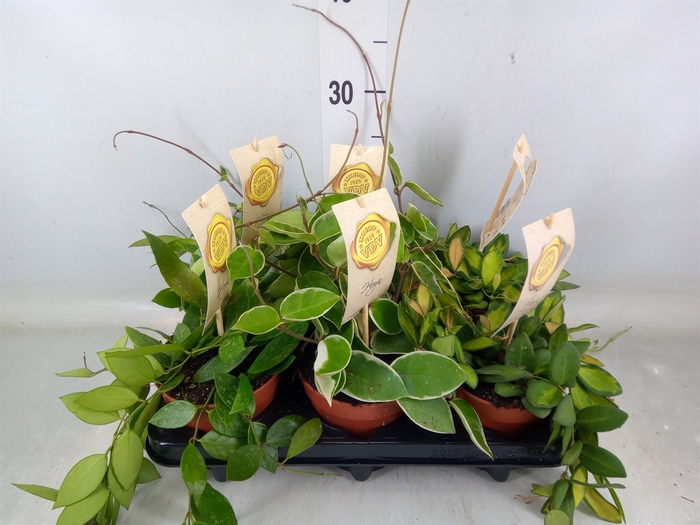 <h4>Hoya carnosa</h4>