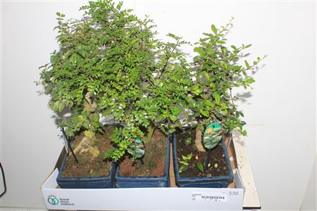 <h4>Bonsai Gem Xxl</h4>