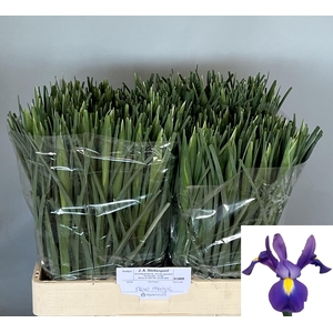 IRIS NEW MAGIC