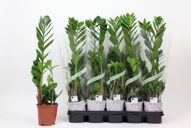 <h4>ZAMIO ZAMIIFOLIA</h4>