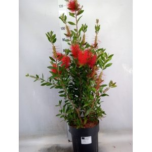 Callistemon citrinus