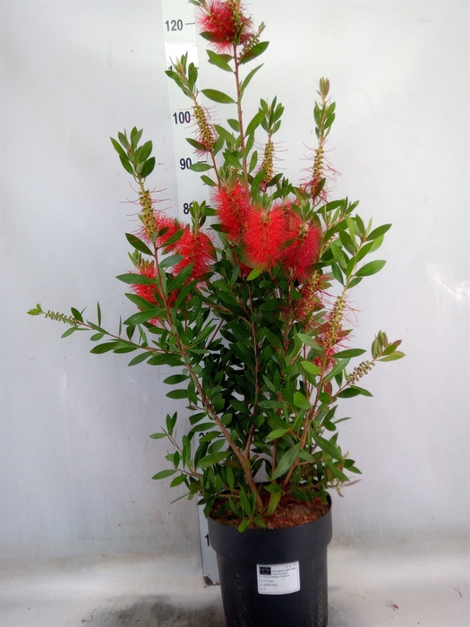 <h4>Callistemon citrinus</h4>