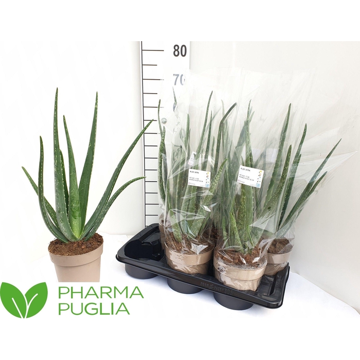<h4>ALOE VERA</h4>