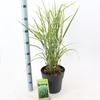 Miscanthus sinensis Zebrinus