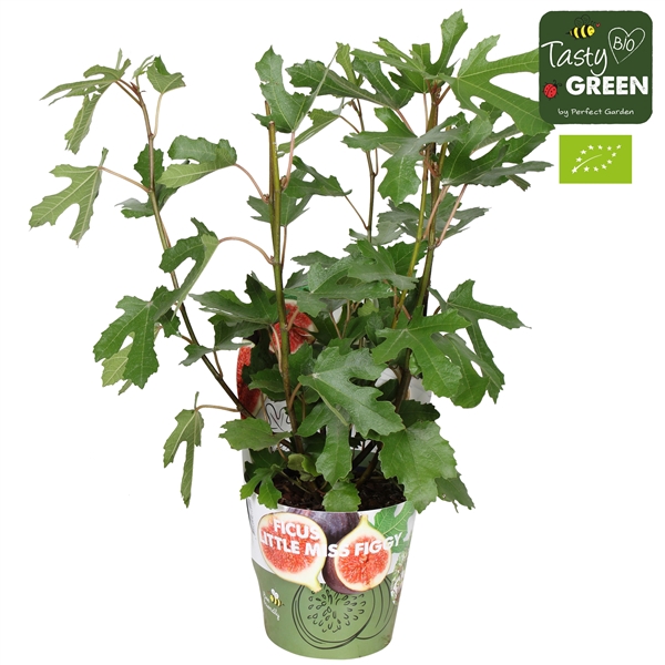 <h4>Ficus carica 'Little Miss Figgy' Bio P14 potcover</h4>