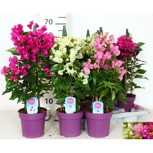 BOUGAINV OV