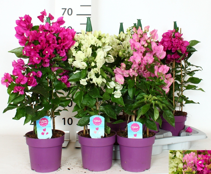 <h4>BOUGAINV OV</h4>