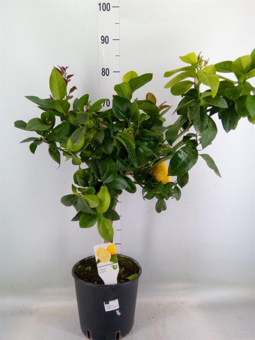 <h4>Citrus   ...</h4>