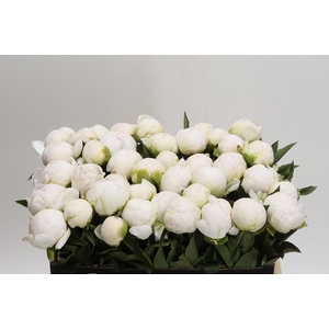 Paeonia Madame Claude Tain