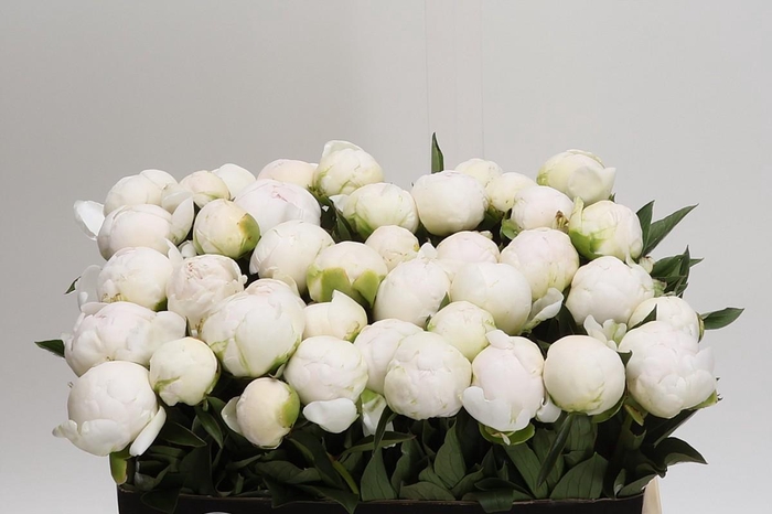 <h4>Paeonia Madame Claude Tain</h4>