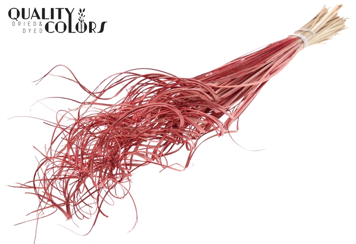 Palm Curly TT 100pc per bunch Red