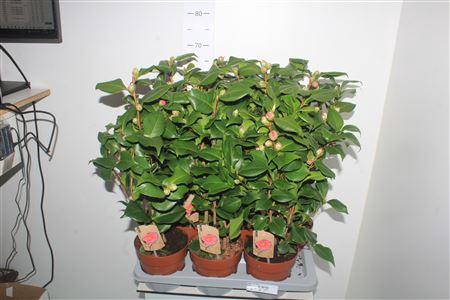 <h4>Came J Dr King</h4>