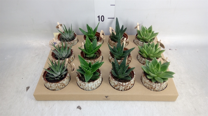 <h4>Succulents   ...mix 3</h4>