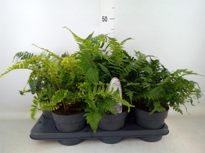 <h4>Ferns   ...mix</h4>