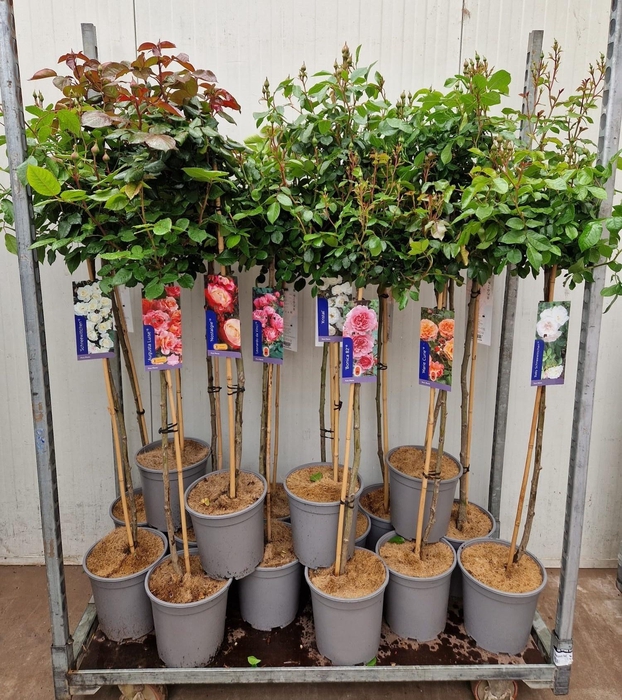 <h4>ROSA ST MIXKAR</h4>