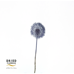 Dried Bleached Dandelion Regular Purple