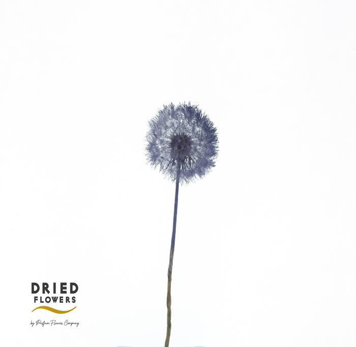 <h4>Dried Bleached Dandelion Regular Purple</h4>