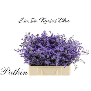 LIM SIN KANSAS BLUE