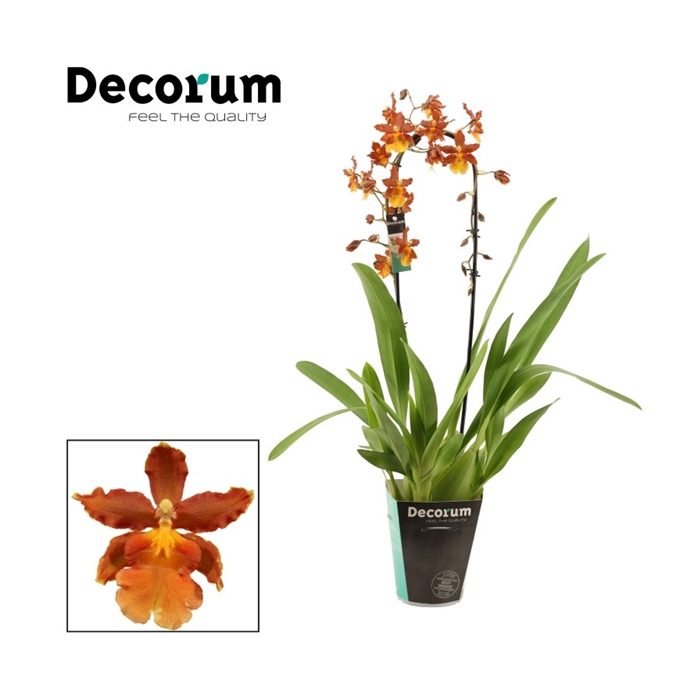 <h4>Cambria cascade 1 tak Catatante (Decorum)</h4>