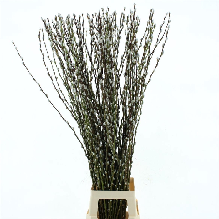 <h4>SALIX CA SNOW FLAKE</h4>