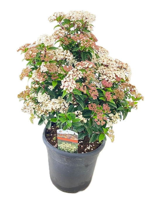 <h4>Viburnum tinus</h4>