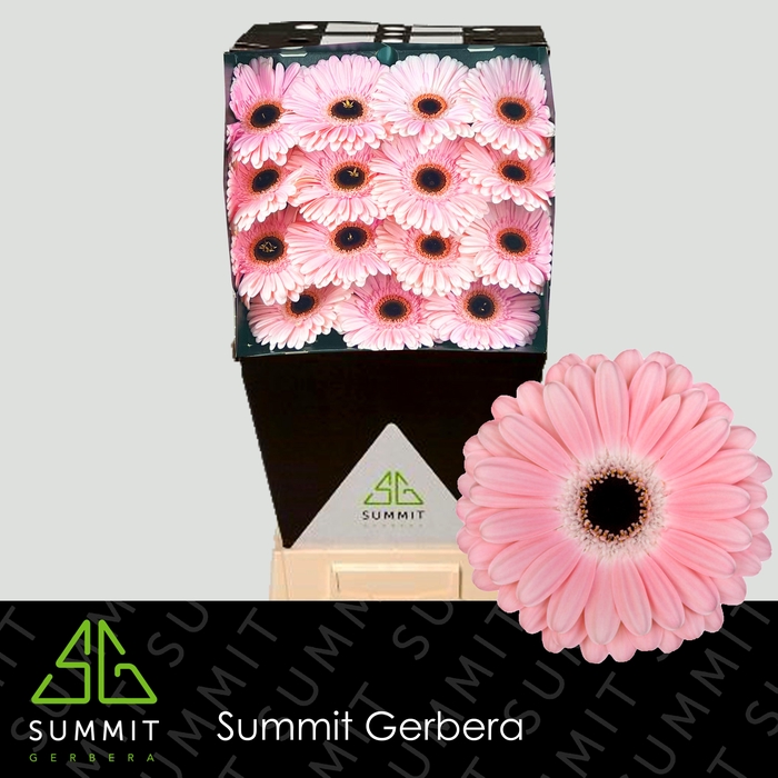 <h4>Gerbera Dulcie Diamond</h4>