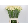 Agapanthus EYFORI White