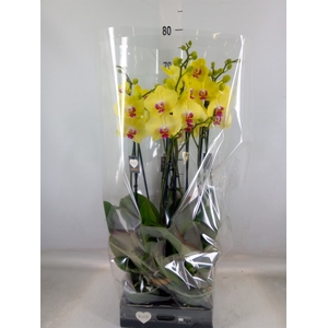 Phalaenopsis   ...yellow