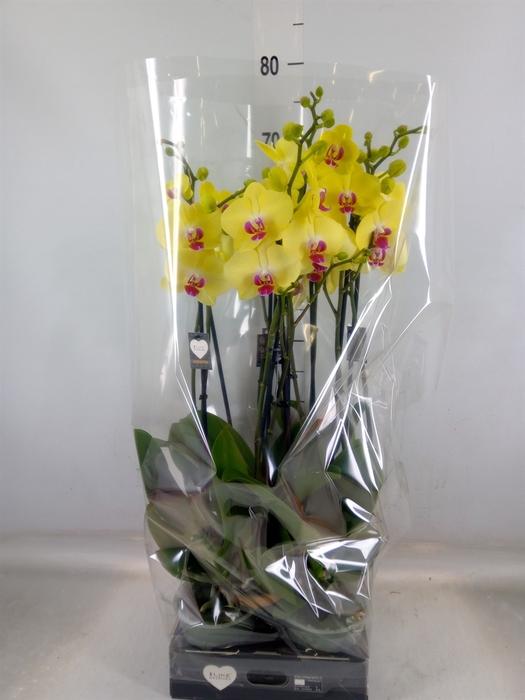<h4>Phalaenopsis   ...yellow</h4>