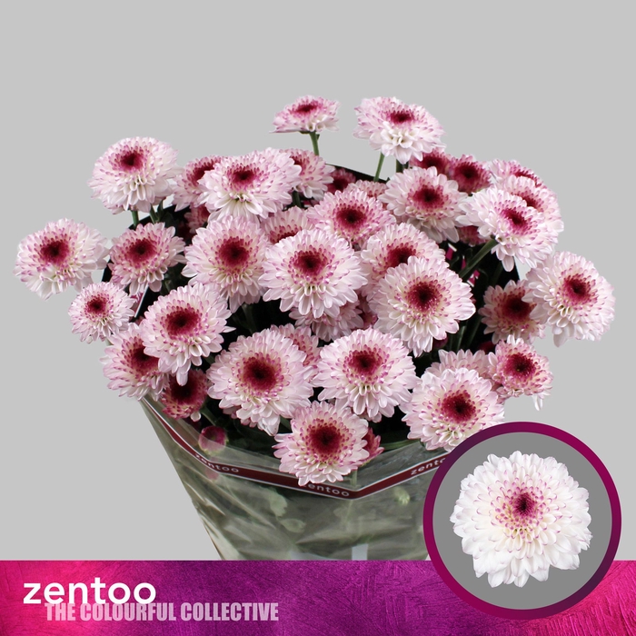 <h4>Chr T Abbey Zentoo</h4>