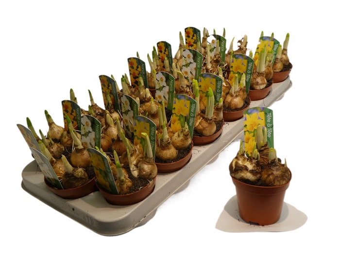 <h4>NARCISSUS MIX P9</h4>
