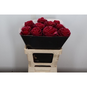 Brassica Wx Cerise