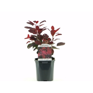 Cotinus Royal Purple