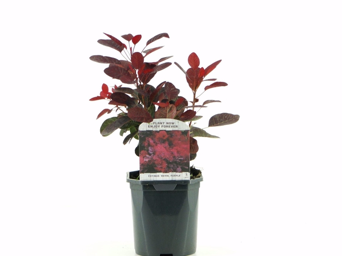 <h4>Cotinus Royal Purple</h4>