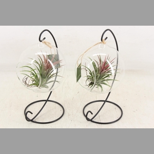 arr3 CP - Till. Glas hangbol x6 frame