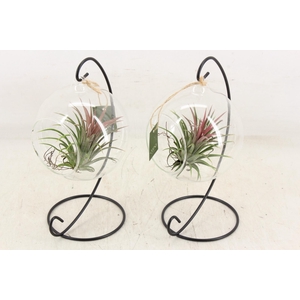 arr3 CP - Till. Glas hangbol x6 frame