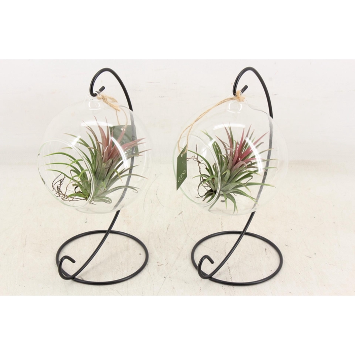 <h4>Arr3 Cp - Till. Glas Hangbol X6 Frame</h4>