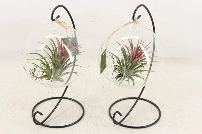 <h4>arr3 CP - Till. Glas hangbol x6 frame</h4>