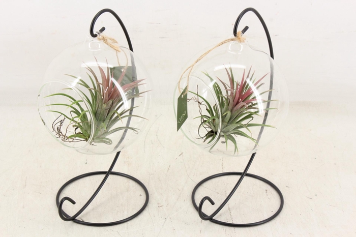 <h4>arr3 CP - Till. Glas hangbol x6 frame</h4>