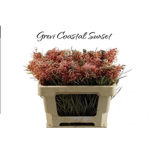 GREVI COASTAL SUNSET