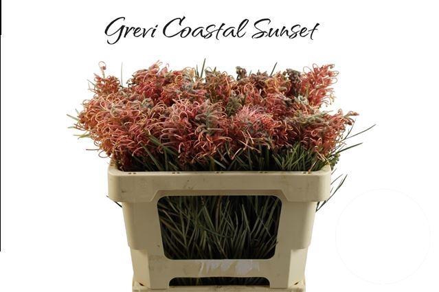 <h4>GREVI COASTAL SUNSET</h4>