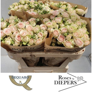R Tr Sweet Giselle Diepers