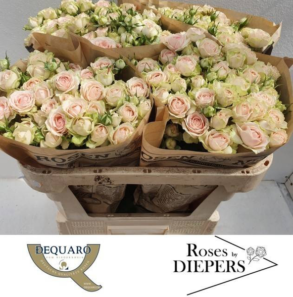 <h4>R Tr Sweet Giselle Diepers</h4>