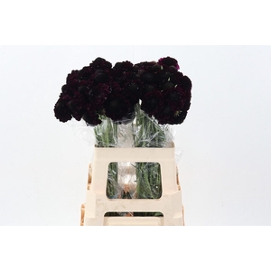 Scab Marachino Cherry Bon Bon