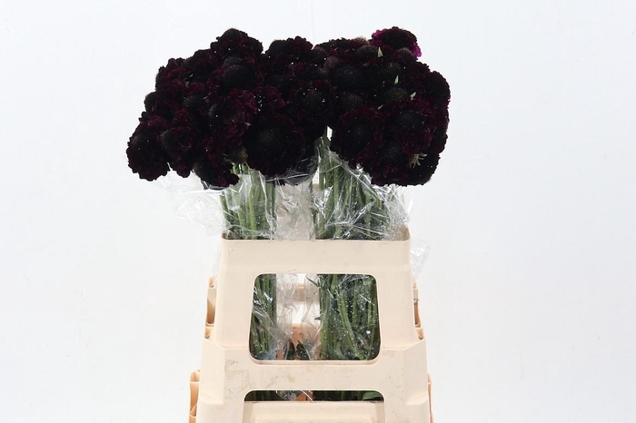 <h4>Scab At F Blackberry Scoop</h4>