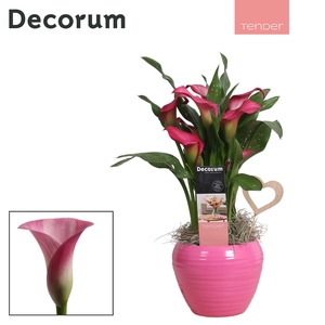 Zantedeschia (Calla) Roze in Ompot Melanie LOVE (Decorum)